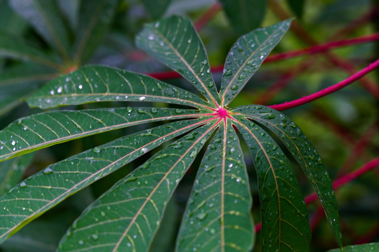 Folhas de mandioca com gotas de água, mostrando o formato característico da planta